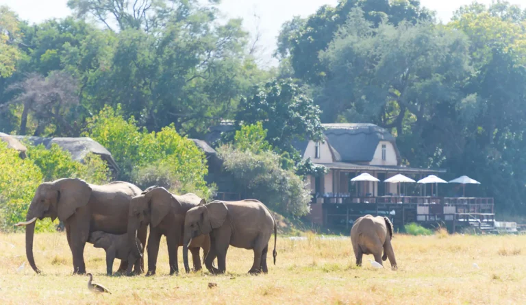Royal Zambezi Lodge