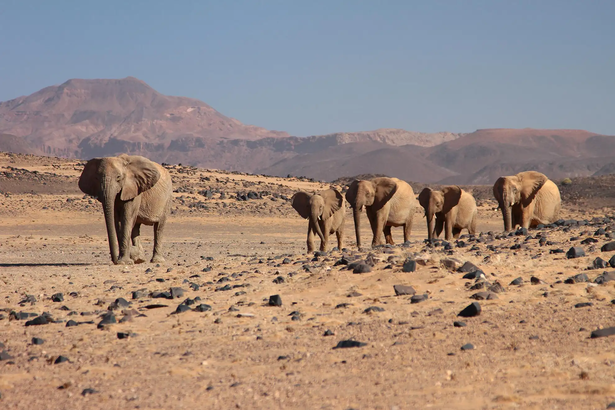 About Africa