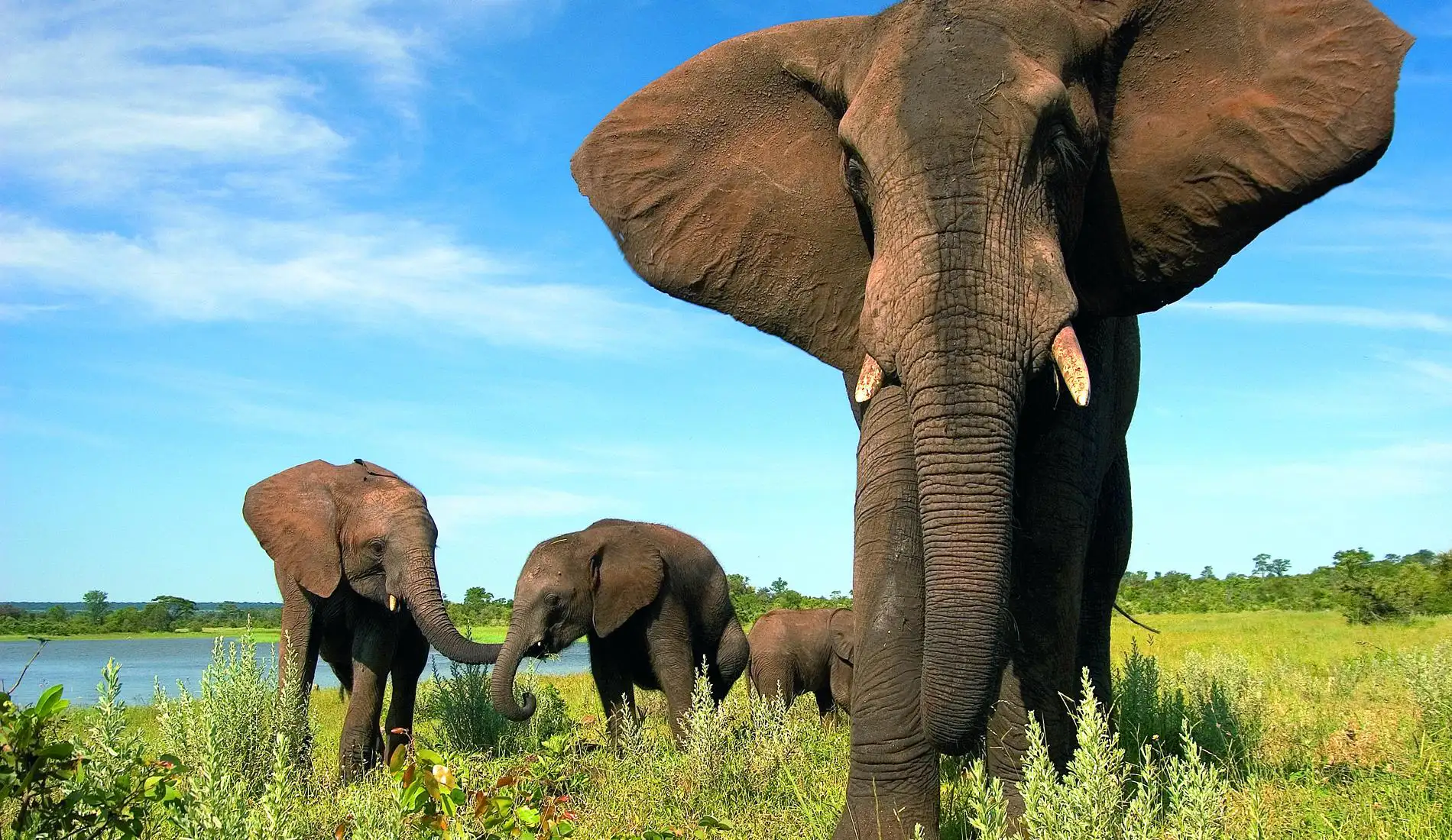 Wild Horizons Elephant Encounter