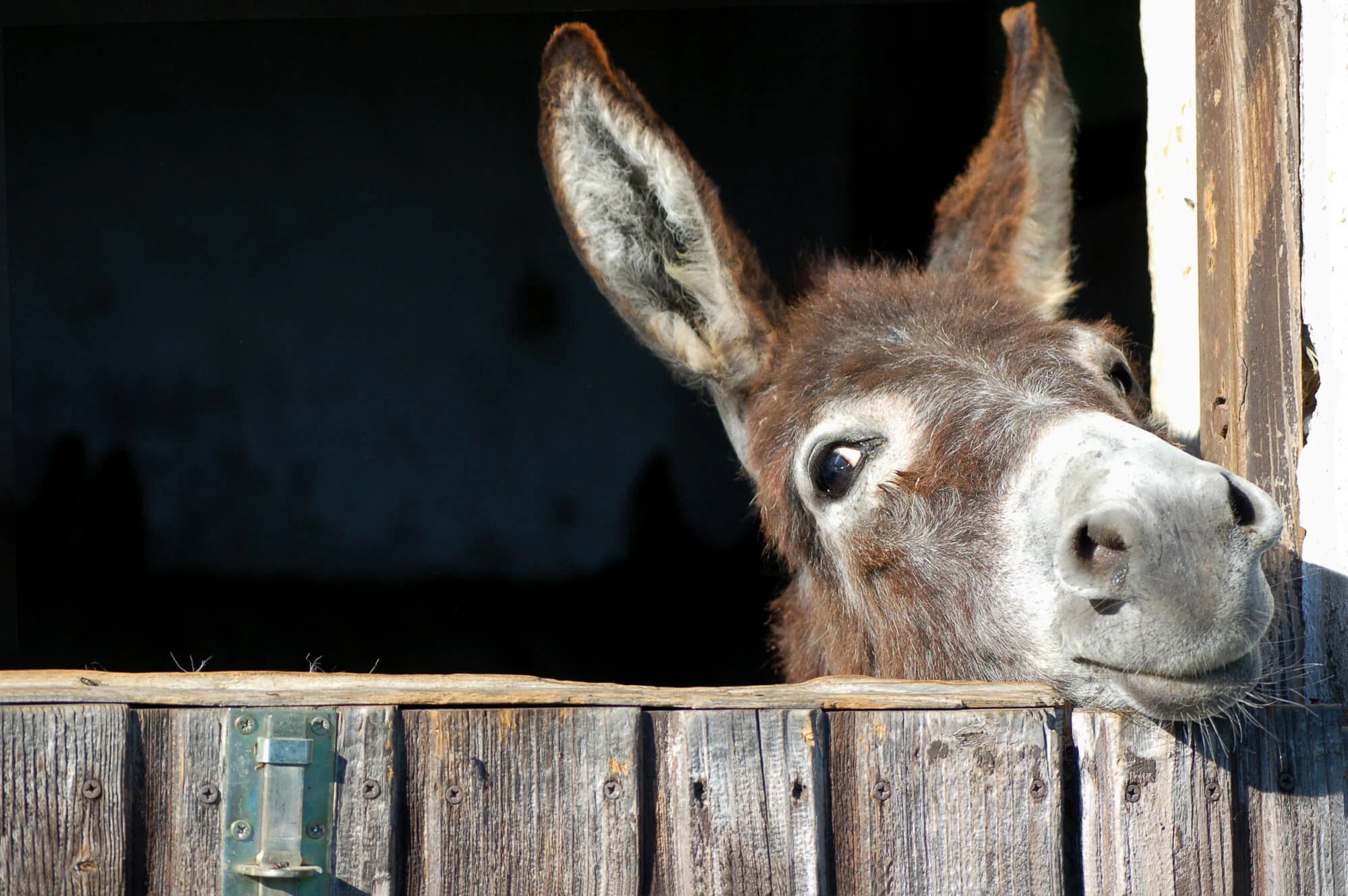 Africa’s Eden Tourism - Celebrating World Donkey Day