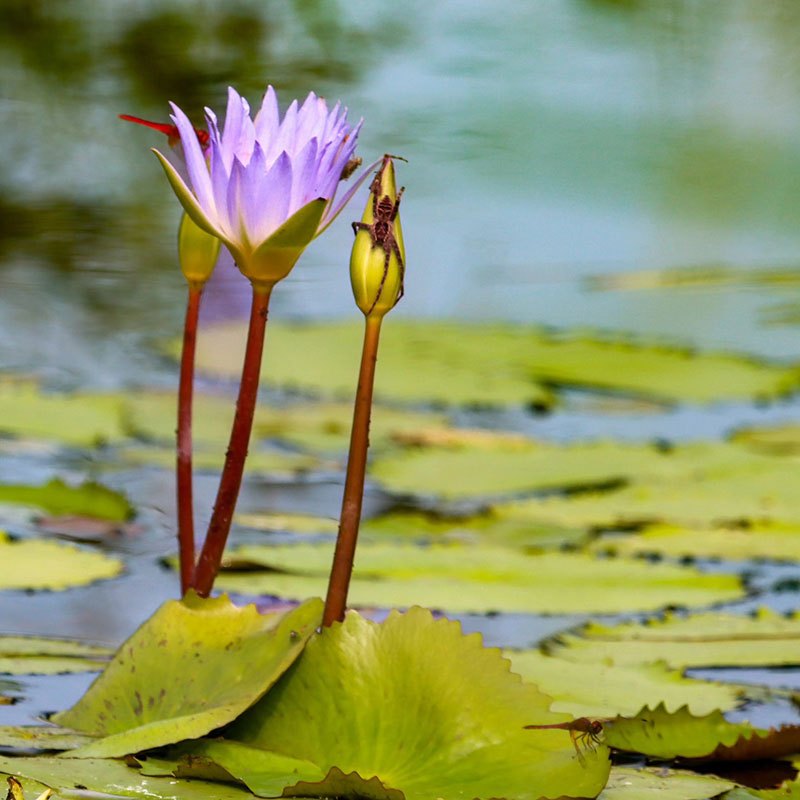 Photo by Dianne Tipping-Woods
