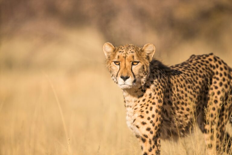 Cheetahs Return to Zambia’s Luangwa Valley