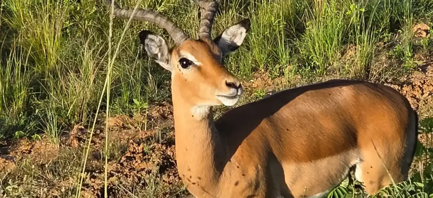 Discover Kafue National Park: The Wild Heart of a 12-Day Zambian Expedition