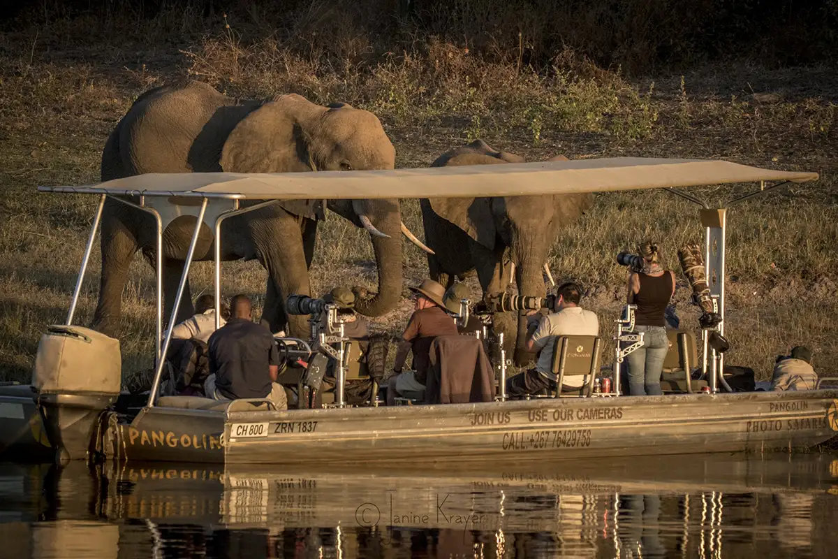 Pangolin Photo Boat on the Chobe with Elephants
