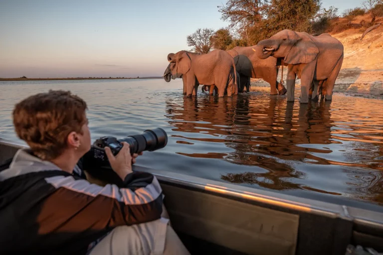 Pangolin Photo Boat on the Chobe with Elephants