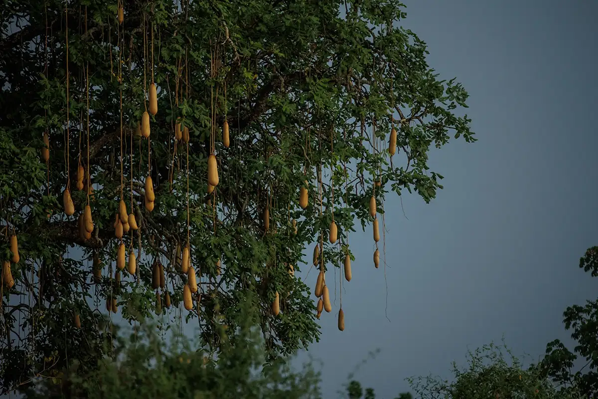 Sausage Tree in South Luangwa National Park