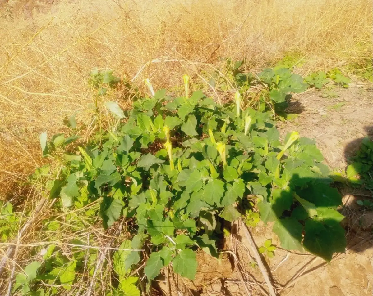 Devil’s Trumpet plant
