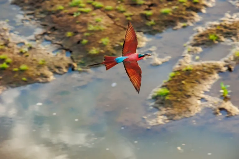 Carmine Bee Eater, Shenton Safaris, Photo by Shane Doyle